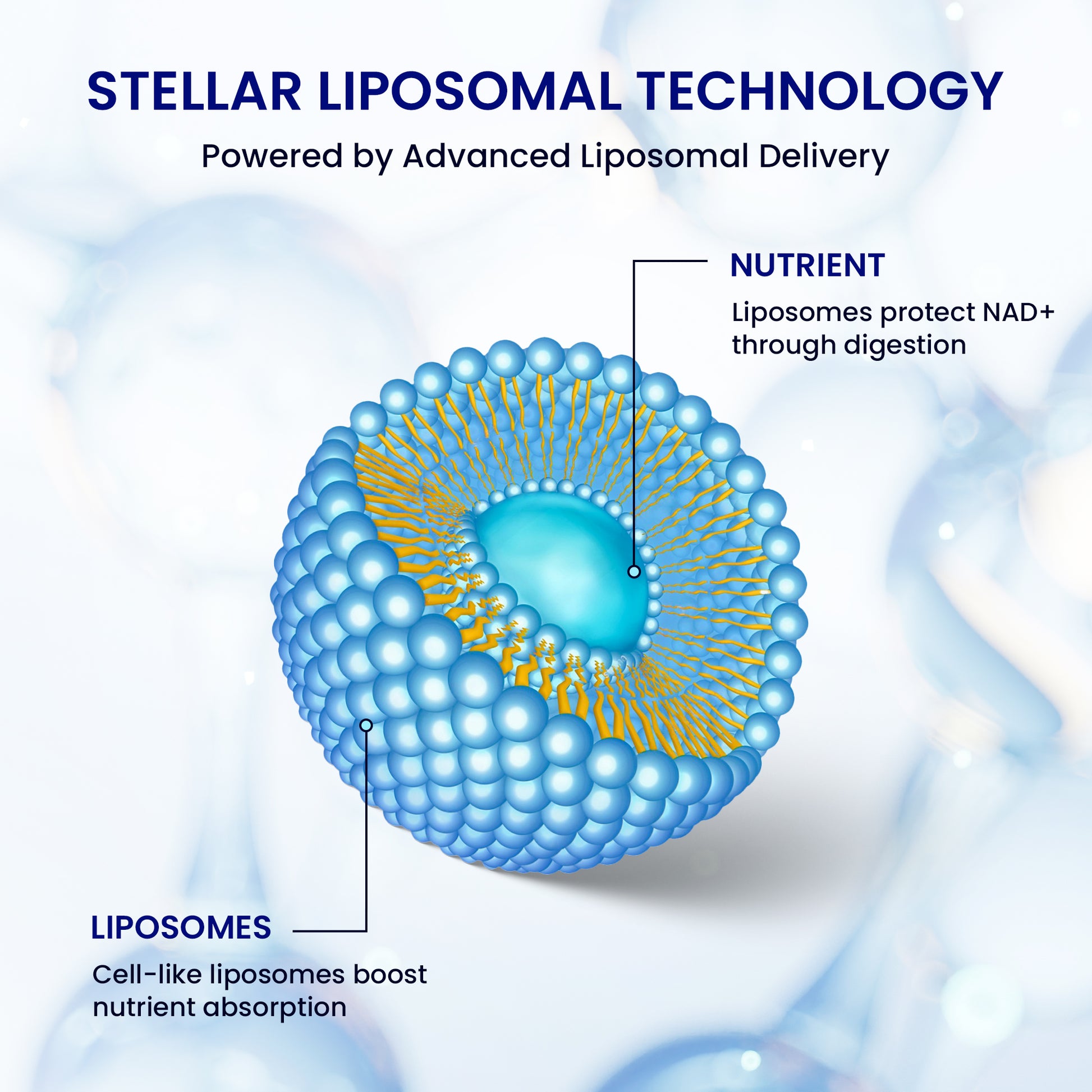 Stellar Liposomal NAD+ – Premium Absorption | Cellular Energy & Healthy Aging Support (4 fl oz)
